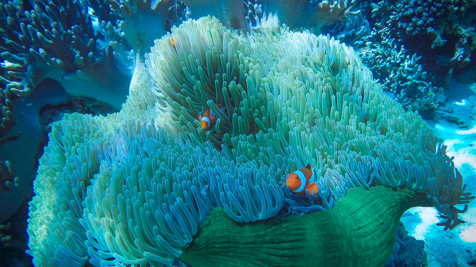 Odgers Berndtson Fisch schwimmt durch Seeanemone in einem Korallenriff
